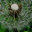 Nyack_Dandelion_cropped_12x16_IMG_6771_20110514