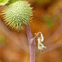 Purple_stem_with_thorny_seed_pod-b_20101028_IMG_0258