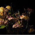StillLifeWithFlowers_20180507_P5074400
