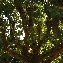 TreeBoboliGardens20160807_M3_IMG_3240