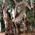 TreeGoldenGatePark_18x18_IMG_20170815_225114_090