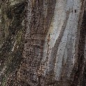 TreeGoldenGatePark_20170815_140315_P8150251_0249