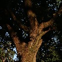 TreeVillaBardini20160731_M3_IMG_2240