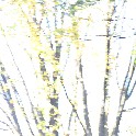 TreesCentralPark_20151108_2140