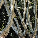 Trees_Garibaldi_Park_Rome_untitled_Rome 2012_20120811_O8117871