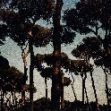 Umbrella Pines__70530008