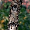WatchingTreeBotanicGarden_20171104_123946_PB044783_4764_16x24