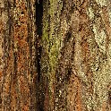 _MuirWoods_20170907_141543_P9073553_3548