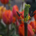 cropped-Centre Street Tulips_20120418_O4182857