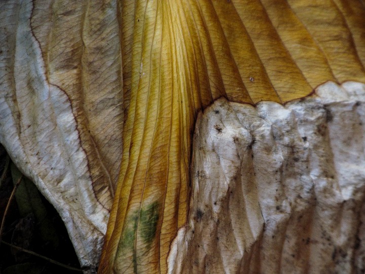 006_Decaying_Leaf_5 x 6_x_300ppi_20101119_IMG_1090