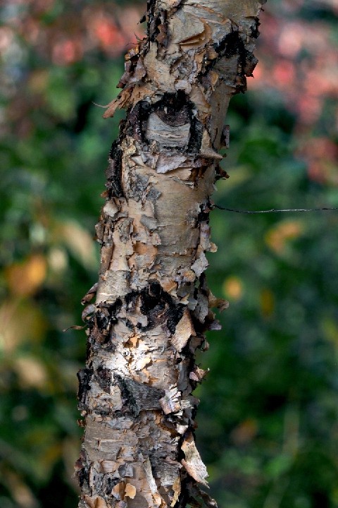 044_Eye_RiverBirch_6p75x4p5