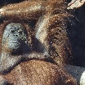 040_Orangutang_Paris-2013_7p5x5_20130719_O7193121