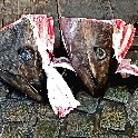 048_TwoFishHeadsTokyo_4p5x6p75_corr-a_IMG_20180205_103032128