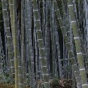 052_BambooForest_7p5 x 4p2_ver-2_IMG_1155