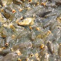 455_IMG_0052