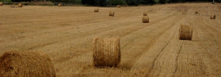 002g_Fields with hay_20100729_IMG_6079