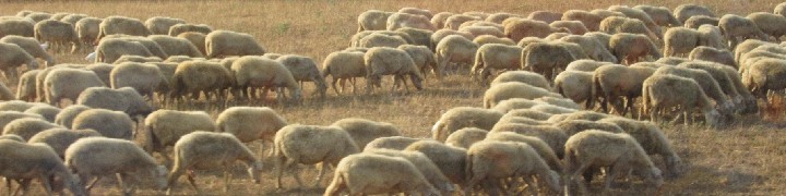 002i_Sheep3_IMG_6959
