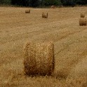 002g_Fields with hay_20100729_IMG_6079