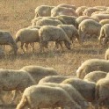 002i_Sheep3_IMG_6959