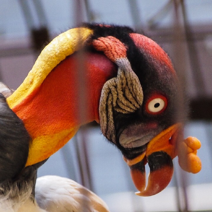 King Vulture vw2 corra_King Vulture2 Jardin des Plantes 2013_King Vulture2_Paris-2013_20130719_O7193012