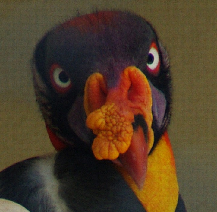 King-Vulture_c_2008-07-30_IMGP7208