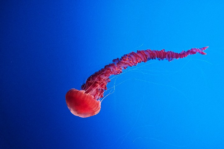 RedJellyfish_20170905_140247_P9051988_1984