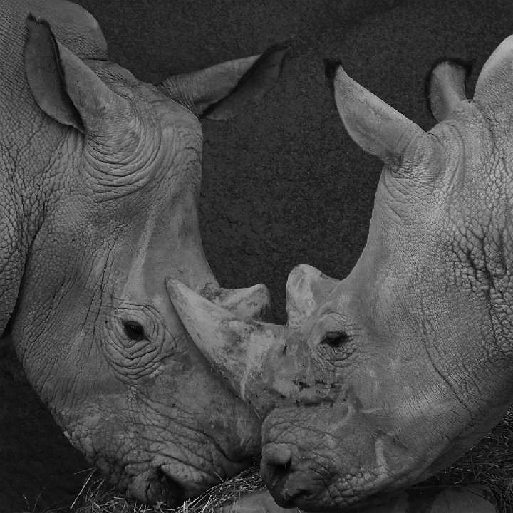 TwoRhinos_Paris_gs_ver-c_2015_Olympus20150814_8190
