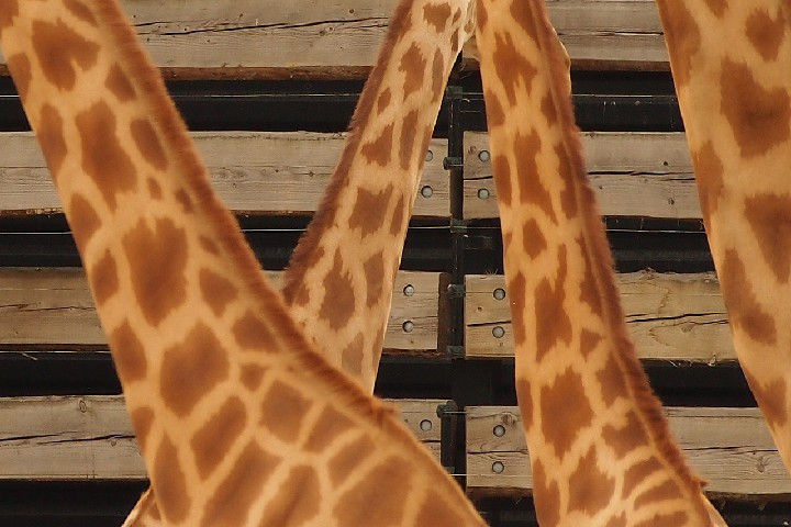 bberkow_FourGiraffes
