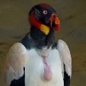 King_Vulture_Rome_Zoo_a_2008-07-30_IMGP7207