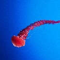 RedJellyfish_20170905_140247_P9051988_1984