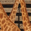 bberkow_FourGiraffes