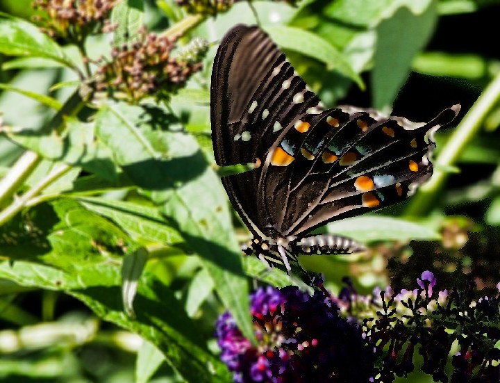 Butterfly Nyack-b__O8044422_20130804