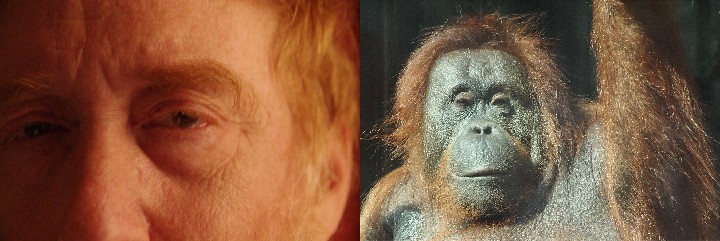 265_Self-Portrait_w_Orangutan_300dpi_6x18_2010-01-23_IMGP0185
