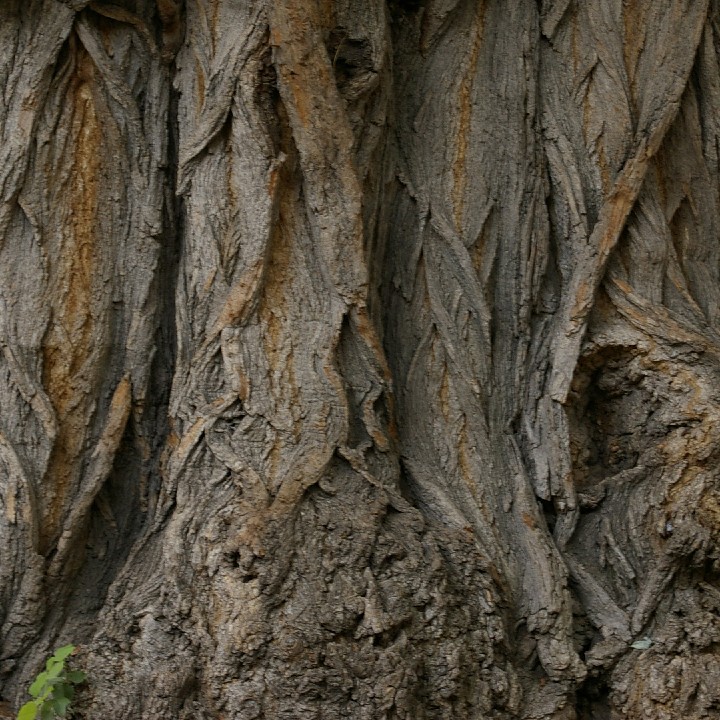 350__tree-cropped_2007-08-24_k100d_IGP0257-2