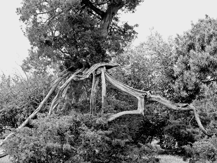370_Versailles 2009 Tree with long branches 300 dpi 12x16 IMG_0489