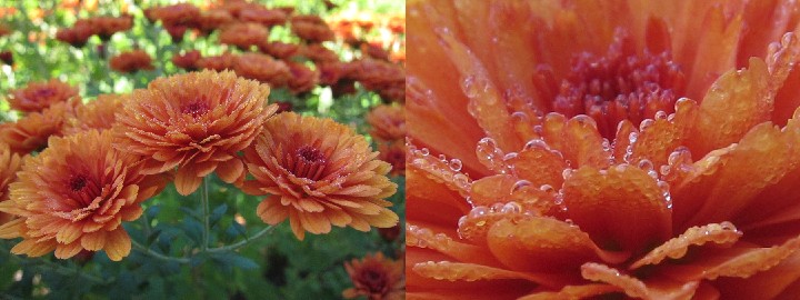 Morning_Dew-diptych-IMG_2421-20111009