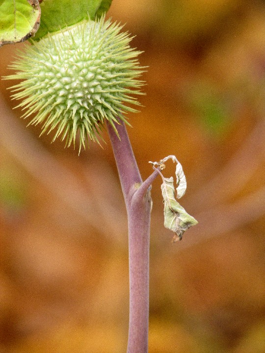 Purple_stem_with_thorny_seed_pod-b_20101028_IMG_0258