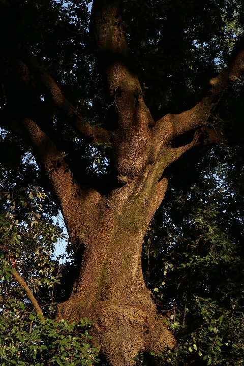 TreeVillaBardini20160731_M3_IMG_2240